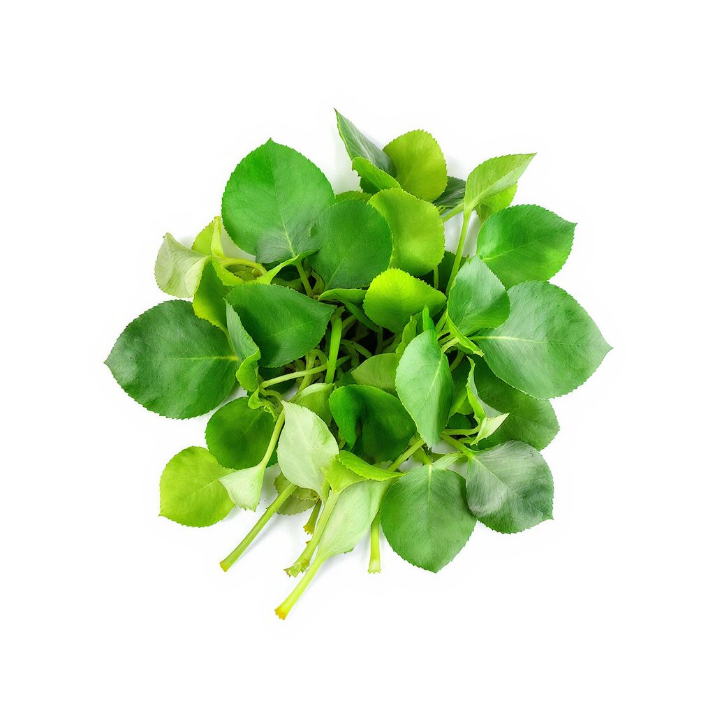 Portulaca Oleracea Extract
