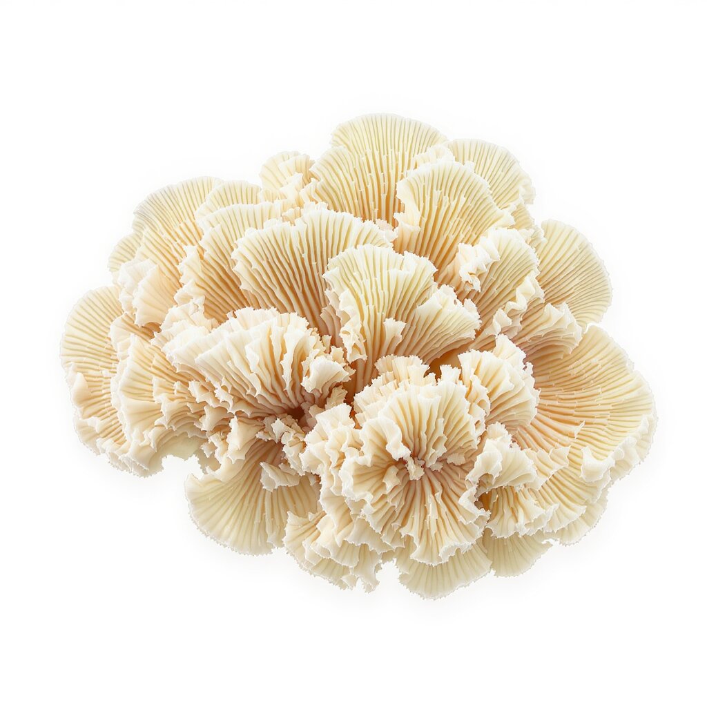 Tremella Fuciformis