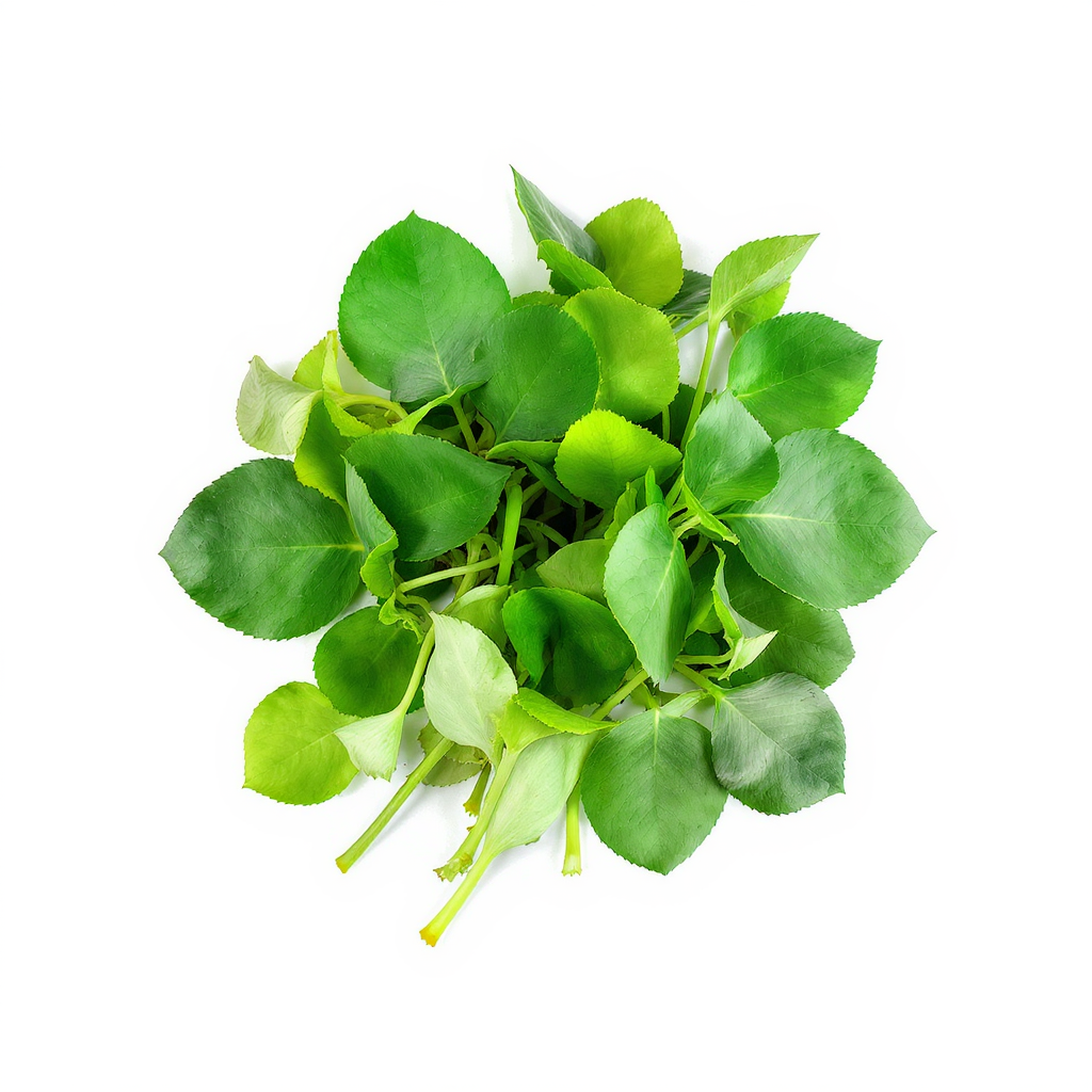 Portulaca Oleracea Extract